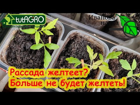 РАССАДА ЖЕЛТЕЕТ, ОСТАНОВИЛАСЬ В РОСТЕ и НЕ ХОЧЕТ РАСТИ. Что делать, если листья желтеют. РАССАДА ЖЕЛТЕЕТ, ОСТАНОВИЛАСЬ В РОСТЕ и НЕ ХОЧЕТ РАСТИ. Что делать, если листья желтеют.