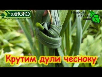 Ускорение созревания - убегаем от болезней и гнилей. Как ускорить чеснок? ВЯЖЕМ ЧЕСНОК В УЗЛЫ!