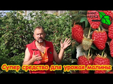 ОСЕННЯЯ ПОДКОРМКА МАЛИНЫ, ОТ КОТОРОЙ ЗАВИСИТ УРОЖАЙ. Не поленитесь. подкормите. Весной будет поздно! ОСЕННЯЯ ПОДКОРМКА МАЛИНЫ, ОТ КОТОРОЙ ЗАВИСИТ УРОЖАЙ. Не поленитесь. подкормите. Весной будет поздно!