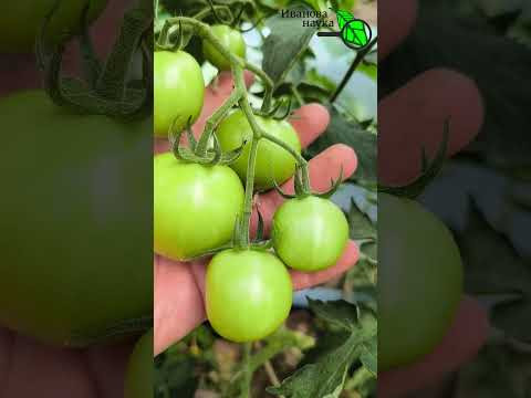 Томаты  вяжутся как сумасшедшие! Как заставить помидоры плодоносить в жару и холод.