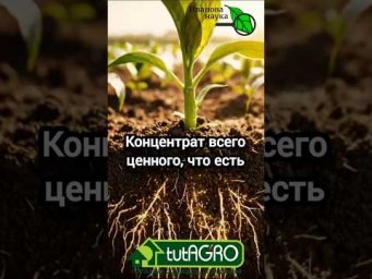 Без НАВОЗА и КОМПОСТА земля снова живая. Всего 5 мл на ведро! Это лучше всех удобрений.