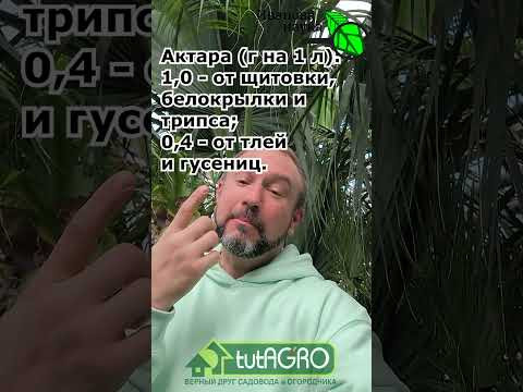 КАК УСИЛИТЬ АКТАРУ В 10 РАЗ! Безопасная добавка от стеклянницы, белокрылки, трипса и тли.