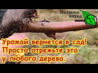ВОЗВРАЩАЕМ УРОЖАЙ В САД! Просто отрежьте эту ветку у любого дерева.
