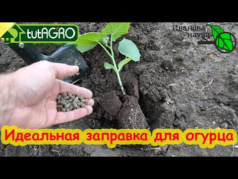 ГОТОВИМ ИДЕАЛЬНУЮ ГРЯДКУ ДЛЯ ОГУРЦА. Урожай прёт как сумасшедший, минимум усилий и затрат. ГОТОВИМ ИДЕАЛЬНУЮ ГРЯДКУ ДЛЯ ОГУРЦА. Урожай прёт как сумасшедший, минимум усилий и затрат.