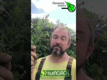 НЕ РВИТЕ ЛЕБЕДУ! Лебеду оставляйте в огороде! Вот почему нельзя полоть лебеду! Лебеда лучший сидерат