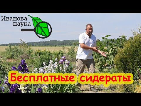 Не слушайте глупых о сидерации! Почему Вам ОЧЕНЬ нужны НАСТОЯЩИЕ сидераты! Сорняки - не сидераты!