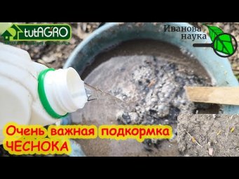 ПЕРВАЯ и очень важная ПОДКОРМКА ЧЕСНОКА! Сделайте и ее и избавитесь от желтых кончиков у чеснока.