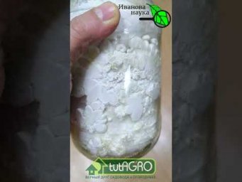 Целое состояние просто на подоконнике! Эти дорогие грибы растут прямо... в банке!