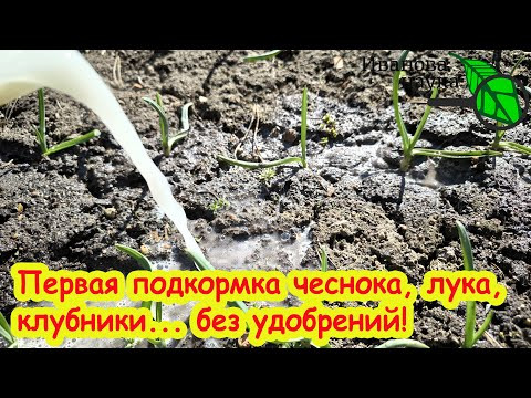 ПЕРВАЯ ПОДКОРМКА ЧЕСНОКА, ЛУКА и ЗЕМЛЯНИКИ - без удобрений! Домашний рецепт доступного средства.