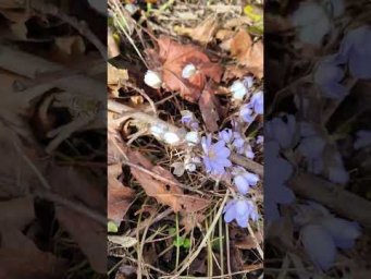 Весна идёт, весне дорогу! Встречаем весну с оптимизмом, а как иначе?
