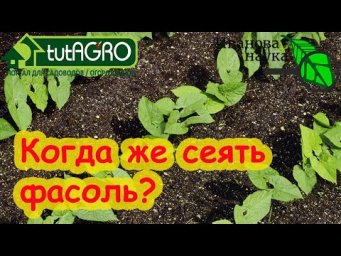 ФАСОЛЬ БУДЕТЕ СОБИРАТЬ МЕШКАМИ и КОШАМИ! Посейте ее без рассады в эти сроки и она уродит богато!