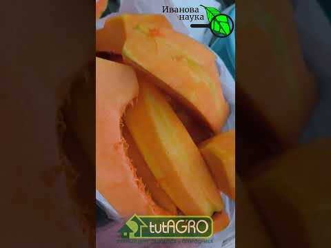 КИСЛАЯ ТЫКВА! Тыква не будет гнить и портиться, если сделаете как я. КИСЛАЯ ТЫКВА! Тыква не будет гнить и портиться, если сделаете как я.