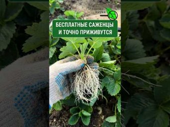 ИЗ 1 КУСТА СРАЗУ 20! ХВАТИТ ТРАТИТЬ ДЕНЬГИ на САЖЕНЦЫ КЛУБНИКИ. Свои в 100 раз лучше покупных!