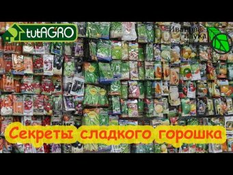СЛАДКИЙ ЗЕЛЁНЫЙ ГОРОШЕК НА ВСЁ ЛЕТО и без последствий! Лакомство для детей и взрослых.