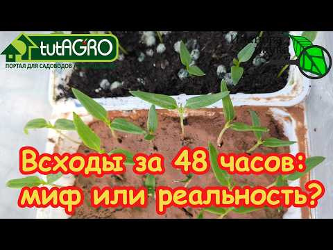 Вот почему они НЕ ВСХОДЯТ! 4 фатальные ошибки при посеве семян и как их исправить. Вот почему они НЕ ВСХОДЯТ! 4 фатальные ошибки при посеве семян и как их исправить.