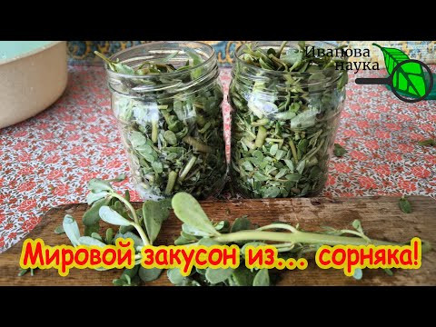 НЕ СОРНЯК, А НАЧИНКА ДЛЯ ЧЕБУРЕКОВ! Готовим мировую закуску из этого надоедливого сорняка! НЕ СОРНЯК, А НАЧИНКА ДЛЯ ЧЕБУРЕКОВ! Готовим мировую закуску из этого надоедливого сорняка!