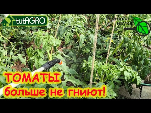 ВЕРШИННОЙ ГНИЛИ НА ТОМАТАХ НЕ БУДЕТ! От скрученных листьев и больных плодов - одно средство. ВЕРШИННОЙ ГНИЛИ НА ТОМАТАХ НЕ БУДЕТ! От скрученных листьев и больных плодов - одно средство.