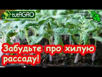 ДОКАЗАТЕЛЬНАЯ АГРОНОМИЯ: что положить в грунт, чтобы рассада не вытягивалась. Рассада без подсветки.