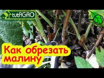ХИТРОСТЬ ОБРЕЗКИ МАЛИНЫ: не торопитесь обрезать малину - сперва посмотрите это видео!