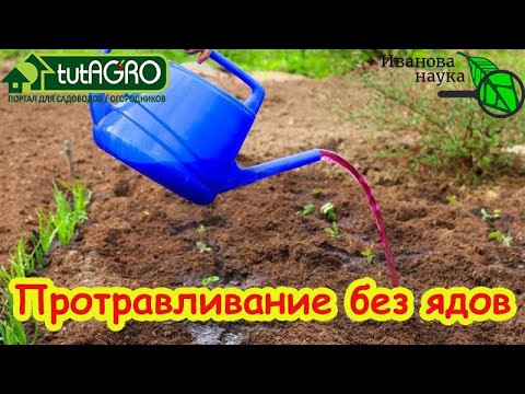 Очищение земли от заразы: лучший способ для реновации почвы. Результаты очистки почвы от болезней. Очищение земли от заразы: лучший способ для реновации почвы. Результаты очистки почвы от болезней.