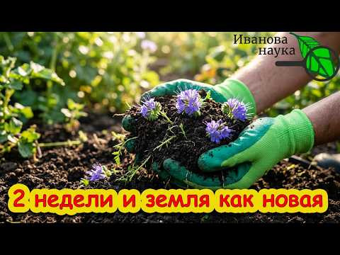 ПРЕВРАТИТЕ БЕДНУЮ ЗЕМЛЮ В ПЛОДОРОДНЫЙ РАЙ! Этот сидерат творит чудеса. Как улучшить почву