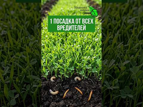 ГОРЧИЦА НЕ ПОМОЖЕТ! ЭТИ сидераты ПРОГОНЯТ ВРЕДИТЕЛЕЙ осенью. Как избавиться от хруща, медведки ГОРЧИЦА НЕ ПОМОЖЕТ! ЭТИ сидераты ПРОГОНЯТ ВРЕДИТЕЛЕЙ осенью. Как избавиться от хруща, медведки