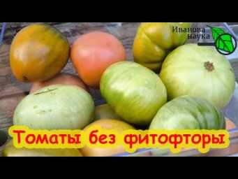СЕКРЕТ ФИТОФТОРЫ, который уничтожит ее! Забудьте о фитофторе навсегда! Секрет ухода за томатами.