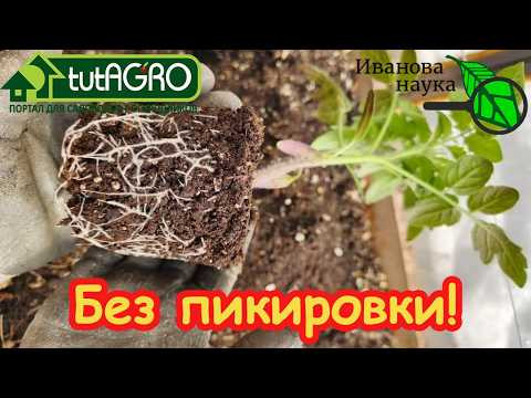 РАССАДА ТОМАТОВ для ленивых: ни одной пересадки до грунта. Супер-способ: мощная рассада без лишнего. РАССАДА ТОМАТОВ для ленивых: ни одной пересадки до грунта. Супер-способ: мощная рассада без лишнего.