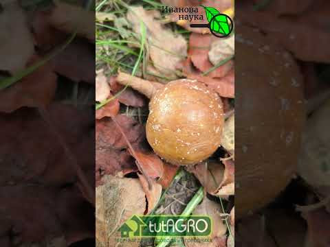 УБЕРИТЕ ЭТО ИЗ САДА И СЛИЗНИ С МЫШАМИ ИСЧЕЗНУТ САМИ СОБОЙ!