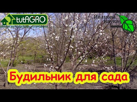 РАЗБУДИТЕ ДЕРЕВЬЯ ОТ ЗИМНЕЙ СПЯЧКИ! Что делать, если деревья или кусты не хотят просыпаться оживать? РАЗБУДИТЕ ДЕРЕВЬЯ ОТ ЗИМНЕЙ СПЯЧКИ! Что делать, если деревья или кусты не хотят просыпаться оживать?