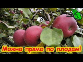 УНИКАЛЬНЫЙ РЕЦЕПТ ОСЕННЕЙ ИСКОРЕНЯЮЩЕЙ ОБРАБОТКИ прямо по листьям и плодам. Без купороса и мочевины.