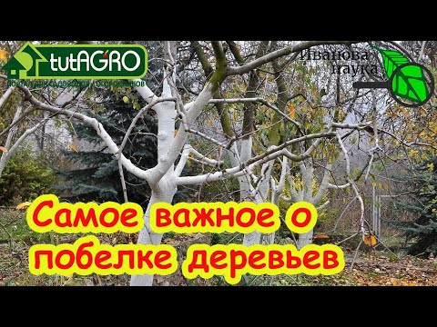 ВСЁ, ЧТО НУЖНО ЗНАТЬ О ПОБЕЛКЕ ДЕРЕВЬЕВ! Чем, когда и как белить деревья. Лечебная краска для сада. ВСЁ, ЧТО НУЖНО ЗНАТЬ О ПОБЕЛКЕ ДЕРЕВЬЕВ! Чем, когда и как белить деревья. Лечебная краска для сада.