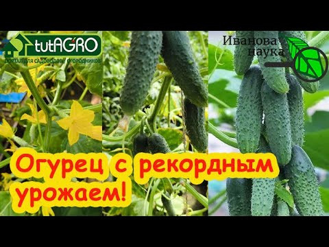 САМЫЙ УРОЖАЙНЫЙ ПУЧКОВЫЙ ОГУРЕЦ 2024 года! Не сорт, а самородок: хватит и 1 растения на семью. САМЫЙ УРОЖАЙНЫЙ ПУЧКОВЫЙ ОГУРЕЦ 2024 года! Не сорт, а самородок: хватит и 1 растения на семью.