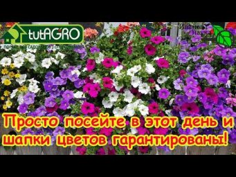 ПОСЕВ ПЕТУНИИ: 100% всхожесть! Как сеять петунию: простая подготовка. Петуния 2026: лучший посев.
