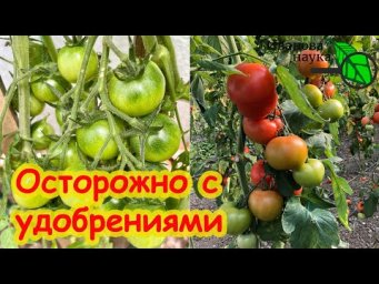С ЭТИМ СРЕДСТВОМ НИЧЕГО НЕ СТРАШНО! Как понять, что подкормок слишком много? Переизбыток удобрений.