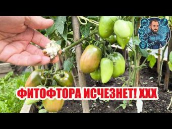 Фитофторы больше НЕ БУДЕТ! Мощный рецепт для томатов, огурцов, клубники и винограда.