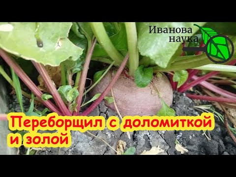 ЧТО БУДЕТ, ЕСЛИ ПЕРЕБОРЩИТЬ С ДОЛОМИТКОЙ или ЗОЛОЙ? Все советы и рекомендации здесь! ЧТО БУДЕТ, ЕСЛИ ПЕРЕБОРЩИТЬ С ДОЛОМИТКОЙ или ЗОЛОЙ? Все советы и рекомендации здесь!