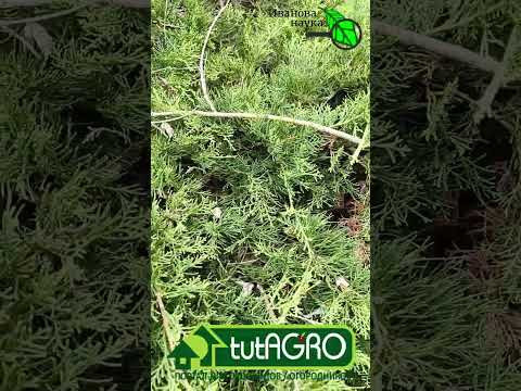 Это самое опасное растение в саду. Убивает деревья в радиусе 2 км. Это самое опасное растение в саду. Убивает деревья в радиусе 2 км.