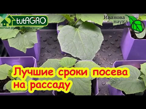 УСПЕЙ ПОСЕЯТЬ В АПРЕЛЕ! Лучшие дни для посева огурца на рассаду. Универсальные сроки посева семян.