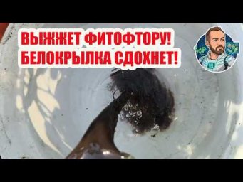 Шок-рецепт! ЧЕРНЫЙ РАСТВОР от фитофторы и вредителей своими руками!