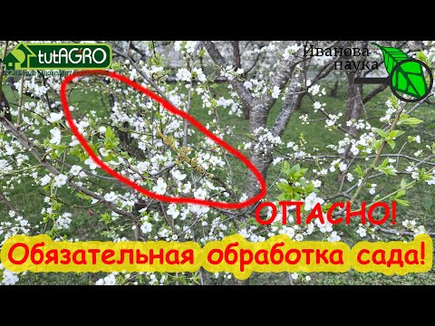 ВНИМАНИЕ!!! СРОЧНО!!! Сад зацвел - немедленно проведите эту обработку, тогда урожая будет МОРЕ! ВНИМАНИЕ!!! СРОЧНО!!! Сад зацвел - немедленно проведите эту обработку, тогда урожая будет МОРЕ!