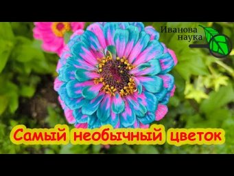 САМЫЕ НЕОБЫЧНЫЕ ЦВЕТЫ В САДУ. Как удивить всех своим цветущим садом?
