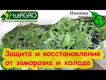 РАССАДА ЗАМЕРЗЛА или ОХЛАДЕЛА? Сад цветет под самый заморозок? Вот что надо сделать!