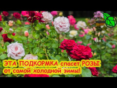 ОСЕННЯЯ ПОДКОРМКА РОЗ НА ПЕРЕЗИМОВКУ. Дайте розам этой вкуснятины и они отлично перезимуют! ОСЕННЯЯ ПОДКОРМКА РОЗ НА ПЕРЕЗИМОВКУ. Дайте розам этой вкуснятины и они отлично перезимуют!
