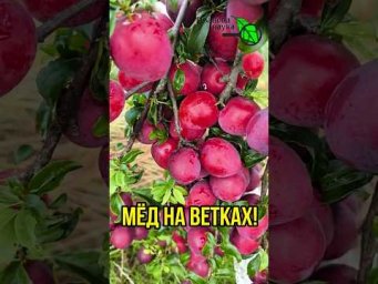 Натуральный МЁД на ветках! Как вырастить чистую алычу?