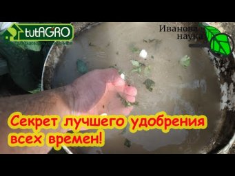 ГОТОВИМ ОСОБУЮ БОЛТУШКУ ДЛЯ НАЛИВА ПЛОДОВ ТОМАТА, ОГУРЦА БЕЗ ОСТАНОВКИ! Лучшее удобрение всех времен