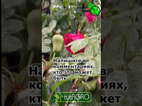 Одна женщина обнаружила ЭТО у себя в саду. Что это?