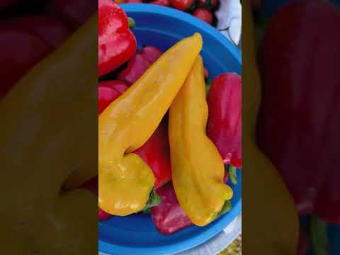 Урожайный огород! 1 августа - день консервации!