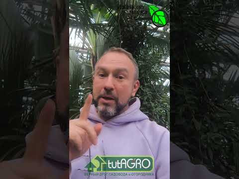 Это растение должно быть в спальне У КАЖДОГО, особенно если ваш возраст 50+. Это растение должно быть в спальне У КАЖДОГО, особенно если ваш возраст 50+.