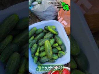 ВАШ ОГОРОД - КАК КАРТИНКА! Вот что для этого нужно.